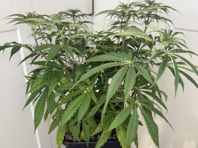 Jack Herer Sensi Seeds 3x (120x60). Week 7 - 56 right