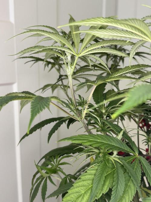 Jack Herer Sensi Seeds 3x (120x60). Week 7 - 56 right