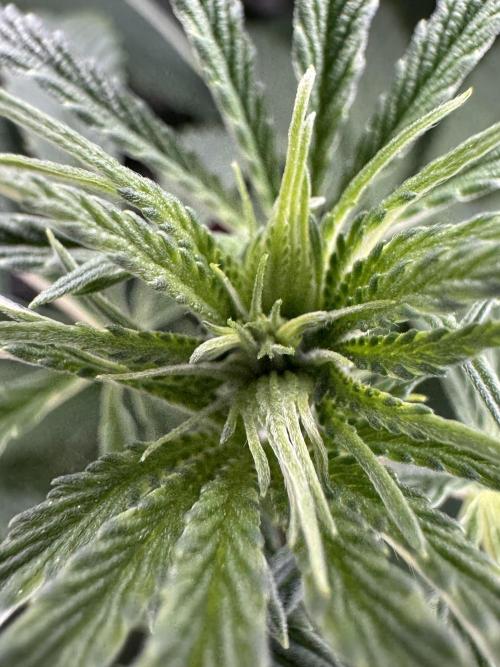 Jack Herer Sensi Seeds 3x (120x60). Week 7 - 56 right