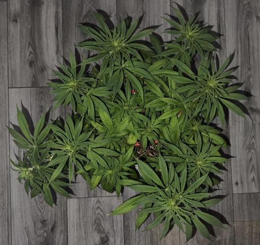 Jack Herer Sensi Seeds 3x (120x60). Week 7 - 56 right