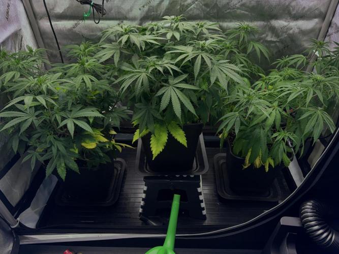 Jack Herer Sensi Seeds 3x (120x60). Week 8 - day 57 I raised the middle plant up so she gets more light and better airflow 