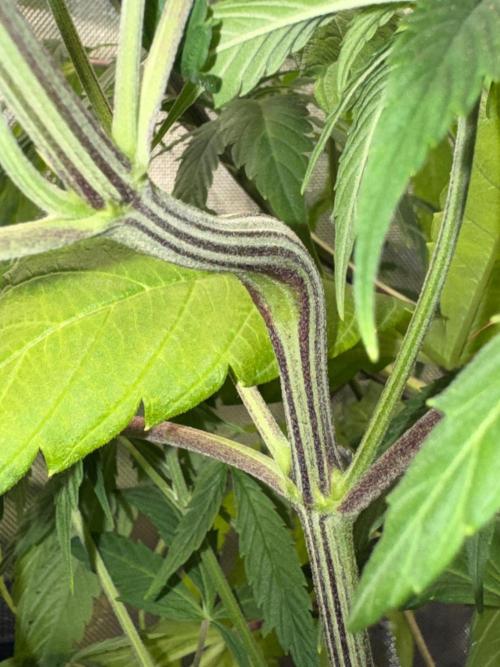 Jack Herer Sensi Seeds 3x (120x60). Week 8 - day 57 LST Clips removed