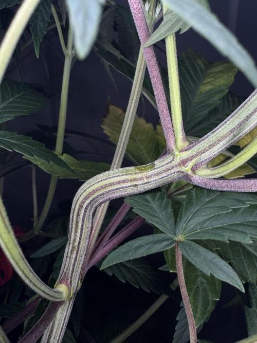 Jack Herer Sensi Seeds 3x (120x60). Week 8 - day 57 LST Clips removed