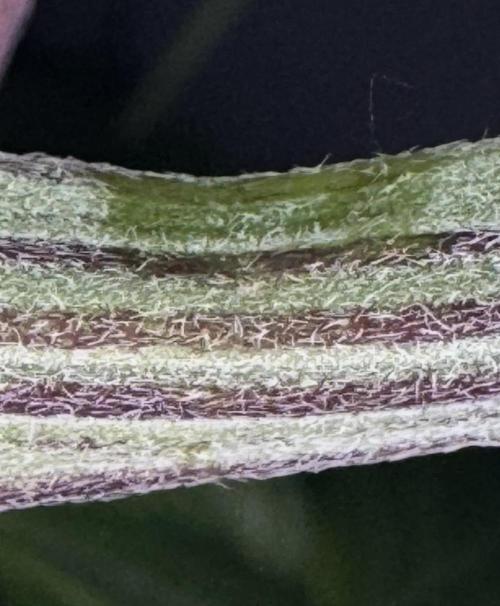 Jack Herer Sensi Seeds 3x (120x60). Week 8 - day 57 LST clips removed