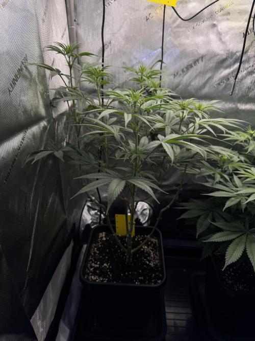 Jack Herer Sensi Seeds 3x (120x60). Week 8 - 63 