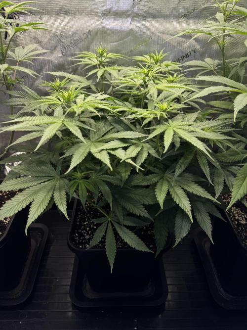 Jack Herer Sensi Seeds 3x (120x60). Week 8 - 63
