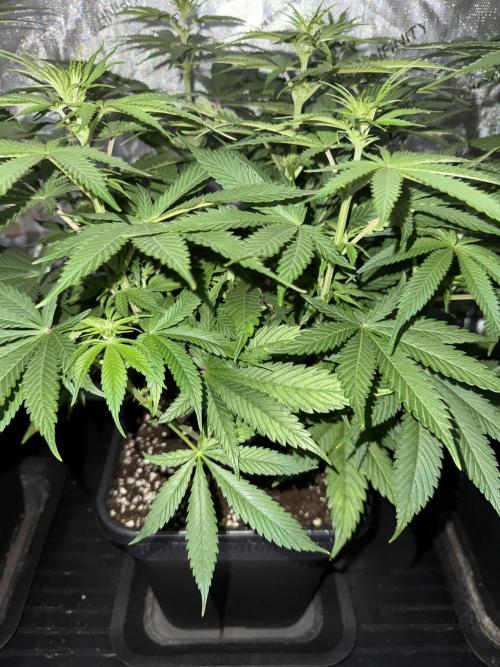 Jack Herer Sensi Seeds 3x (120x60). Week 8 - 63