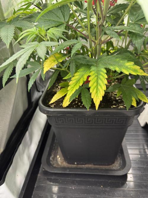 Jack Herer Sensi Seeds 3x (120x60). Week 8 - 59