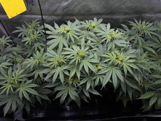 Jack Herer Sensi Seeds 3x (120x60). Week 8 - 59