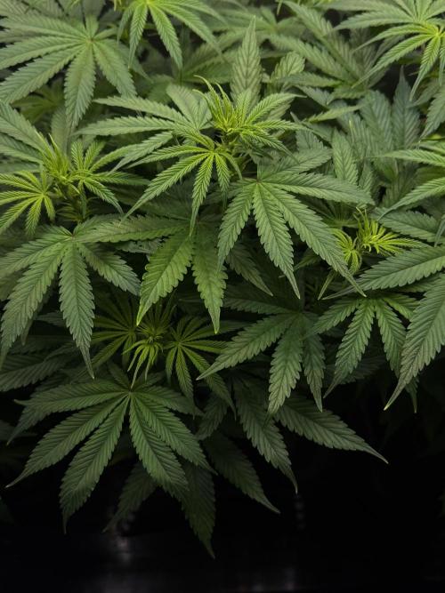 Jack Herer Sensi Seeds 3x (120x60). Week 8 - 59