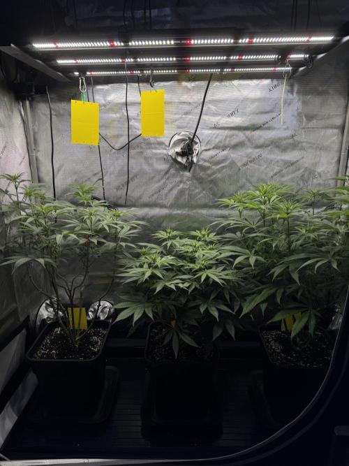 Jack Herer Sensi Seeds 3x (120x60). Week 8 - 63