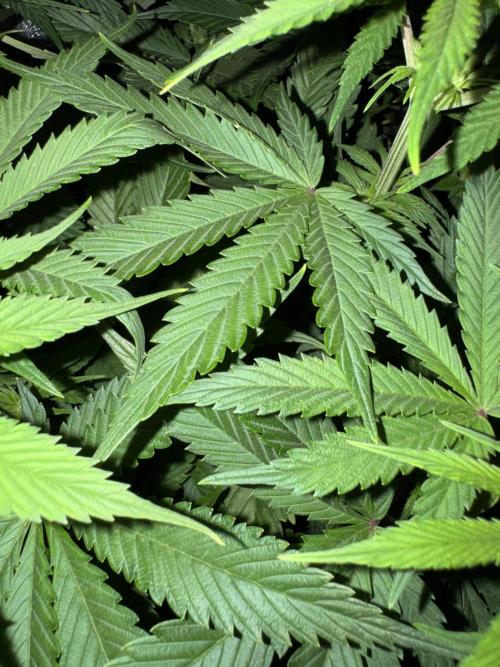 Jack Herer Sensi Seeds 3x (120x60). Week 8 - 63