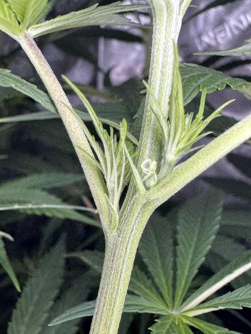 Jack Herer Sensi Seeds 3x (120x60). Week 8 - 63