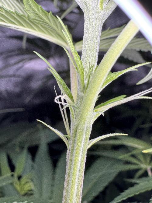 Jack Herer Sensi Seeds 3x (120x60). Week 8 - 63