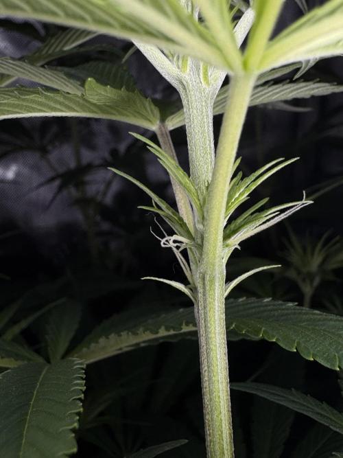 Jack Herer Sensi Seeds 3x (120x60). Week 8 - 63