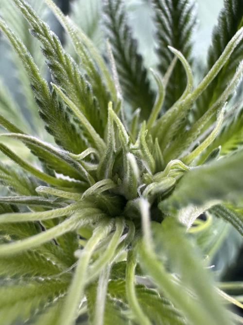 Jack Herer Sensi Seeds 3x (120x60). Week 8 - 63