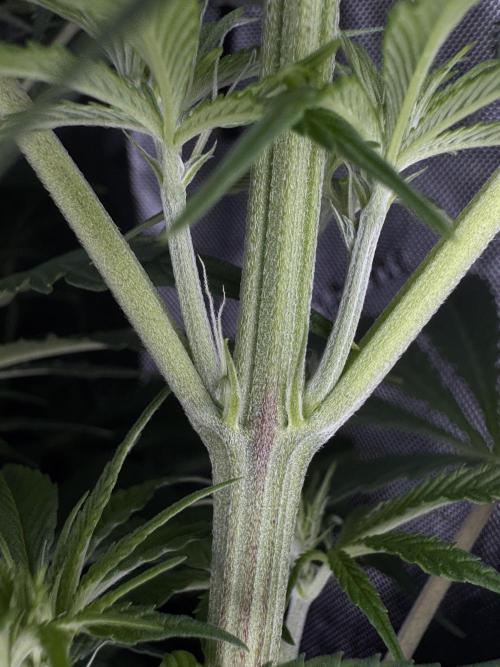 Jack Herer Sensi Seeds 3x (120x60). Week 8 - 63