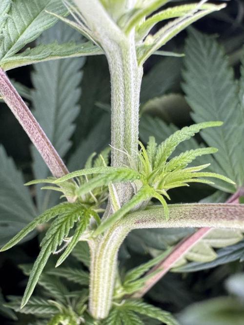 Jack Herer Sensi Seeds 3x (120x60). Week 8 - 63