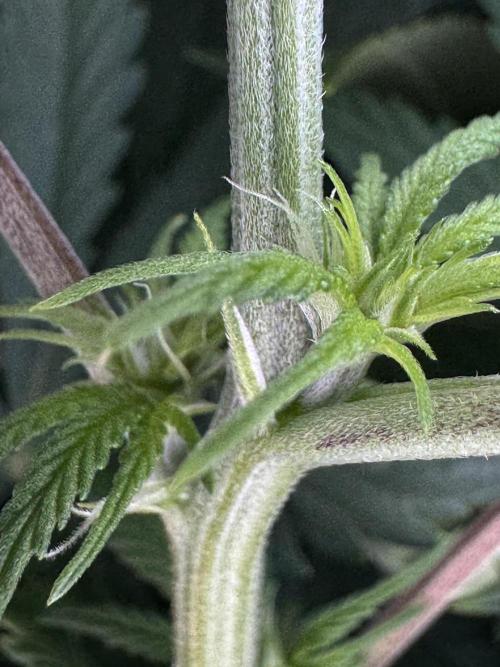 Jack Herer Sensi Seeds 3x (120x60). Week 8 - 63