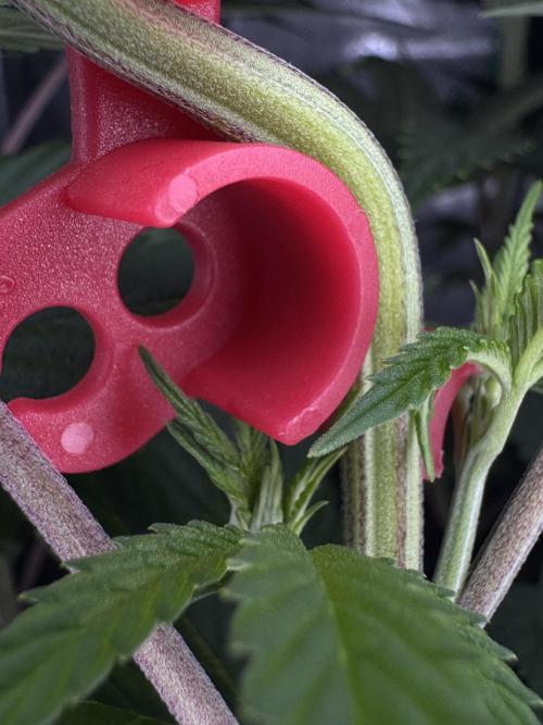 Jack Herer Sensi Seeds 3x (120x60). Week 8 - day 63 I LST clip on left plant 2nd time