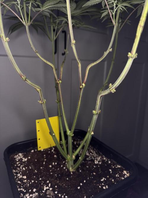 Jack Herer Sensi Seeds 3x (120x60). Week 8 - day 63 left plant trimmed