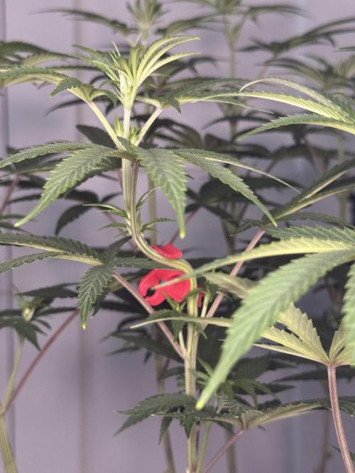 Jack Herer Sensi Seeds 3x (120x60). Week 8 - day 63  LST clip on left plant 2nd time