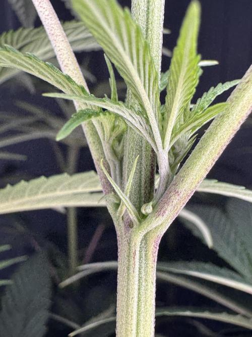 Jack Herer Sensi Seeds 3x (120x60). Week 8 - 63