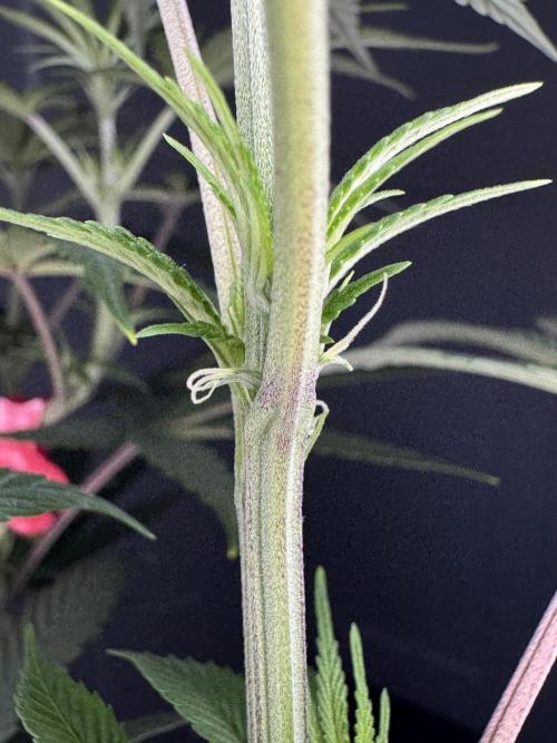 Jack Herer Sensi Seeds 3x (120x60). Week 8 - 63