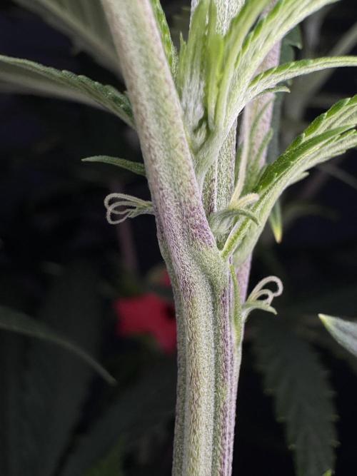 Jack Herer Sensi Seeds 3x (120x60). Week 8 - 63