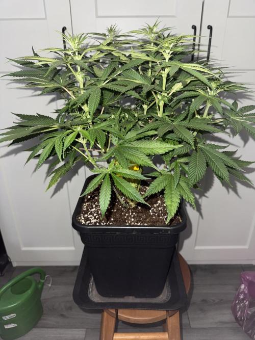 Jack Herer Sensi Seeds 3x (120x60). Week 8 - day 63 middle