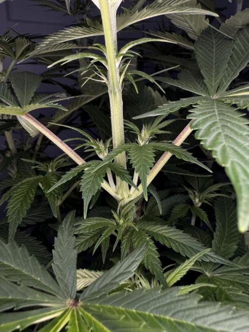 Jack Herer Sensi Seeds 3x (120x60). Week 8 - 63