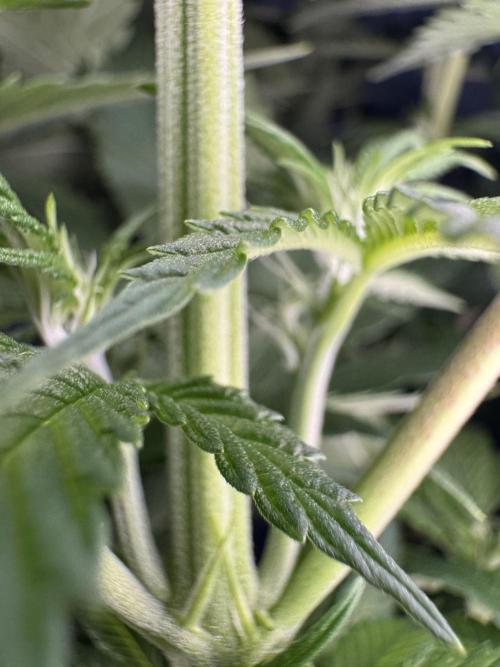 Jack Herer Sensi Seeds 3x (120x60). Week 8 - 63