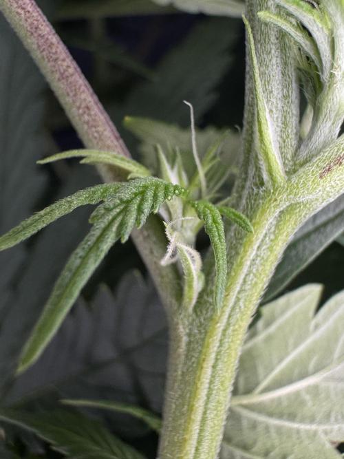 Jack Herer Sensi Seeds 3x (120x60). Week 8 - 63