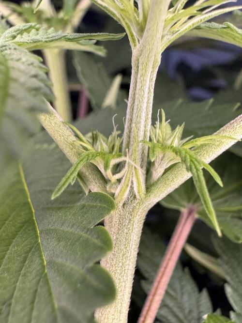 Jack Herer Sensi Seeds 3x (120x60). Week 8 - 63