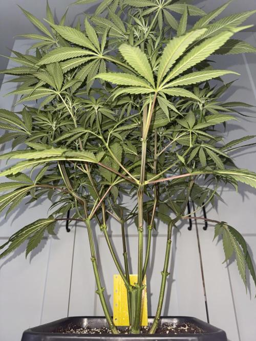 Jack Herer Sensi Seeds 3x (120x60). Week 8 - day 63 right