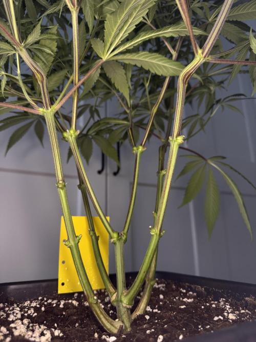 Jack Herer Sensi Seeds 3x (120x60). Week 8 - day 63 right