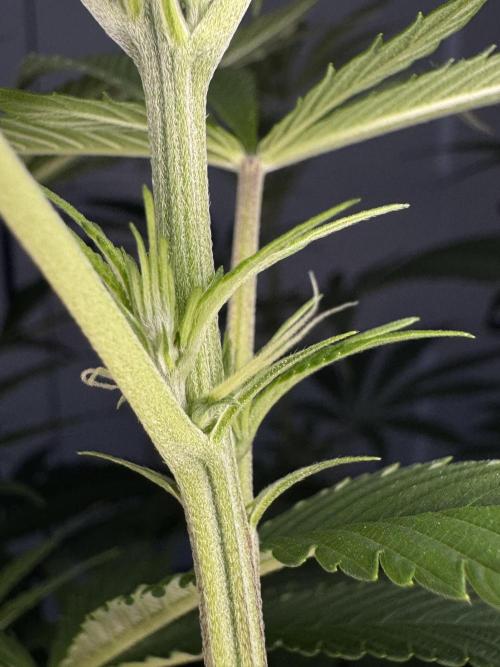 Jack Herer Sensi Seeds 3x (120x60). Week 8 - 63