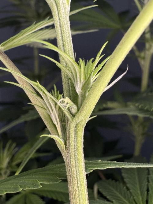 Jack Herer Sensi Seeds 3x (120x60). Week 8 - 63