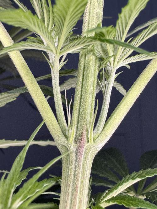 Jack Herer Sensi Seeds 3x (120x60). Week 8 - 63