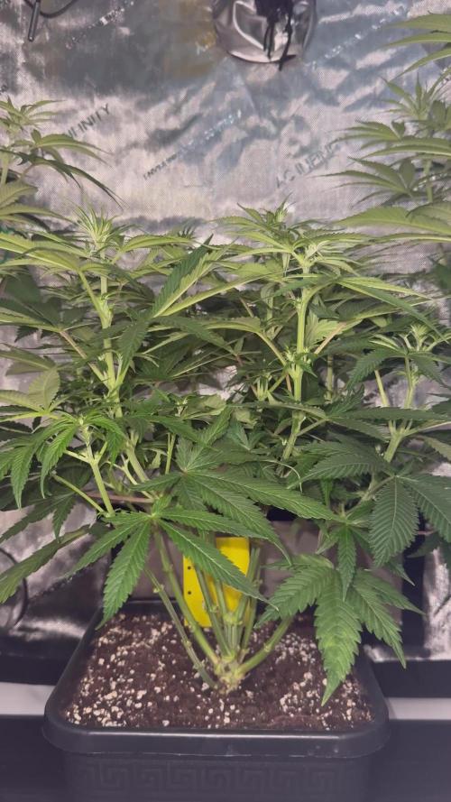 Jack Herer - A Flagship Hybrid