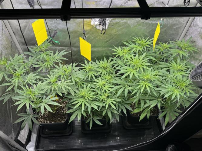 Jack Herer Sensi Seeds 3x (120x60). Week 8 - 63