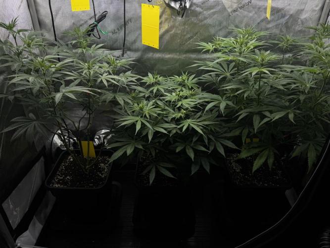 Jack Herer Sensi Seeds 3x (120x60). Week 8 - 63