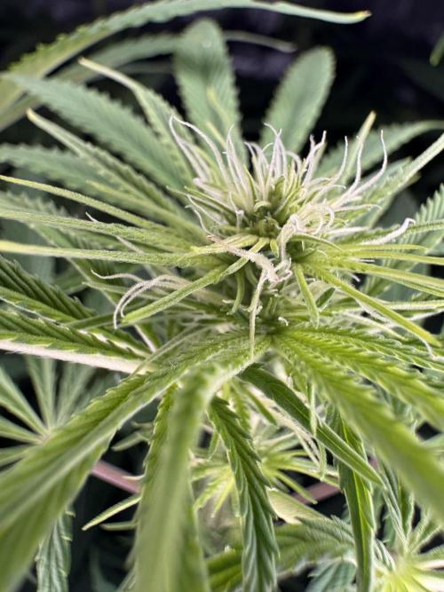 Jack Herer - A Flagship Hybrid. Week 9 - Tag 70 mittlere Pflanze