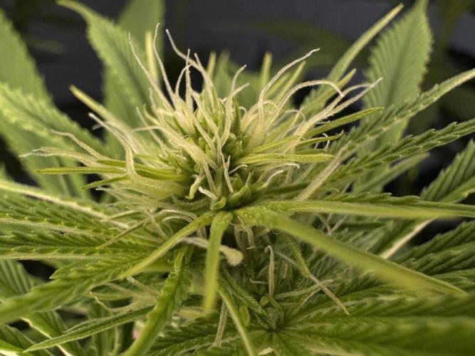 Jack Herer - A Flagship Hybrid. Week 9 - Tag 70 mittlere Pflanze