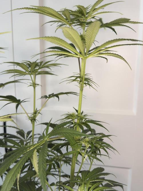 Jack Herer - A Flagship Hybrid. Week 9 - Tag 70 rechte Pflanze