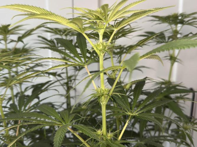 Jack Herer - A Flagship Hybrid. Week 9 - Tag 70 rechte Pflanze