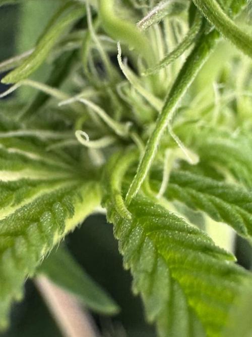 Jack Herer - A Flagship Hybrid. Week 9 - Tag 70 mittlere Pflanze