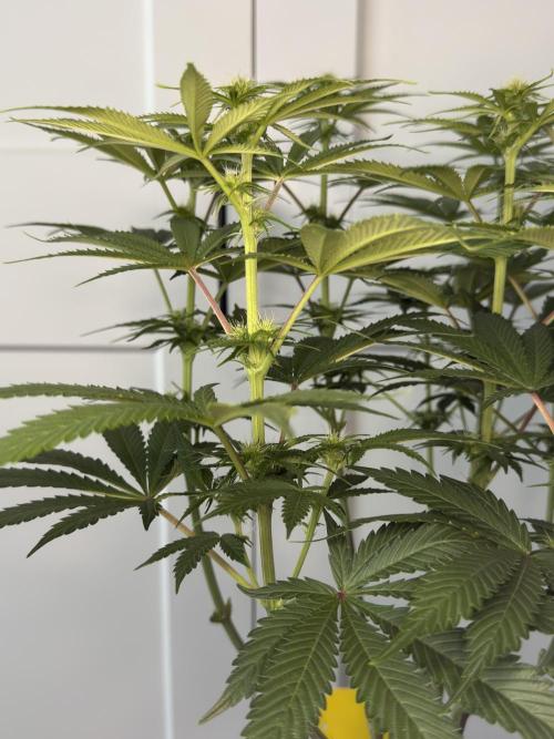 Jack Herer - A Flagship Hybrid. Week 9 - Tag 70 mittlere Pflanze