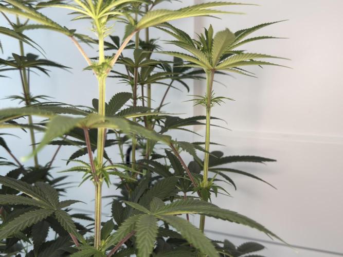 Jack Herer - A Flagship Hybrid. Week 9 - Tag 70 linke Pflanze