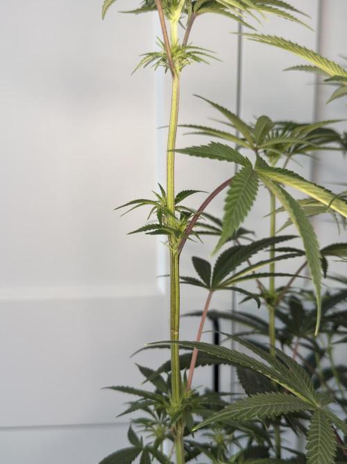 Jack Herer - A Flagship Hybrid. Week 9 - Tag 70 linke Pflanze Ups...